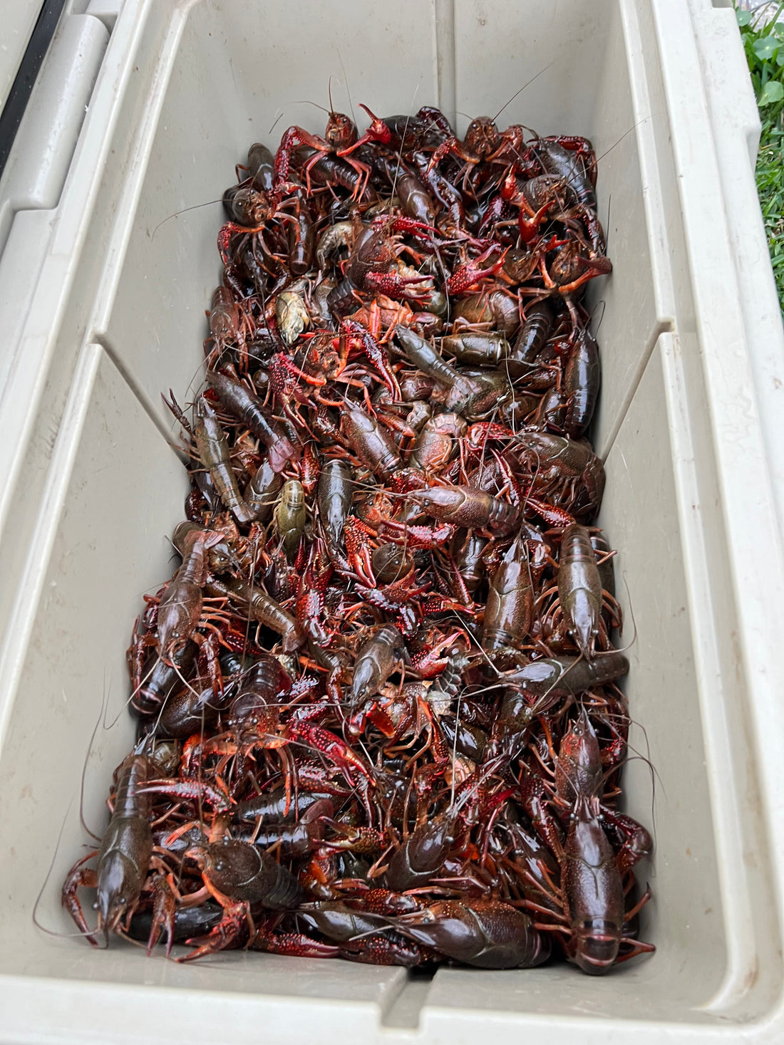 Crawfish Season is in FULL SWING