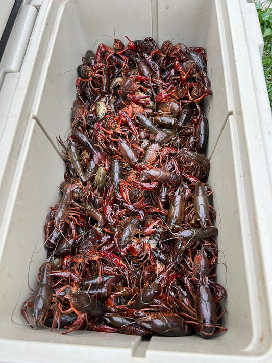 Crawfish Season is in FULL SWING