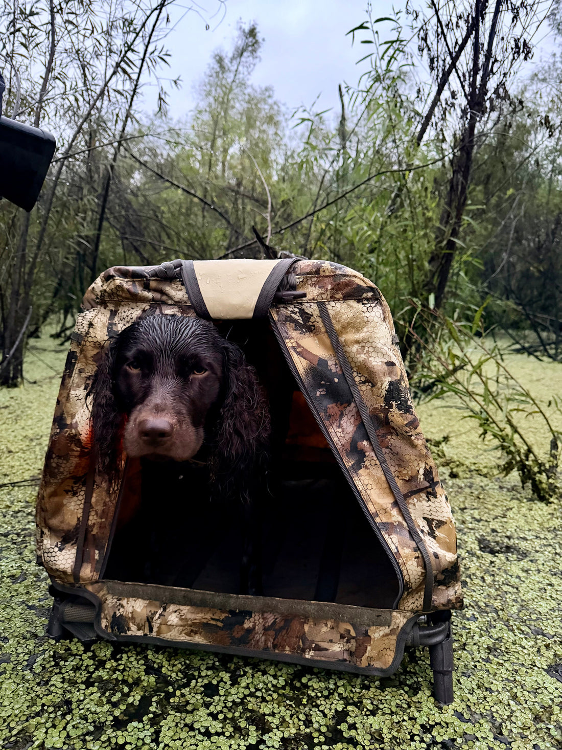 Hunting With Your Dog: A Season Built on Trust and Tradition